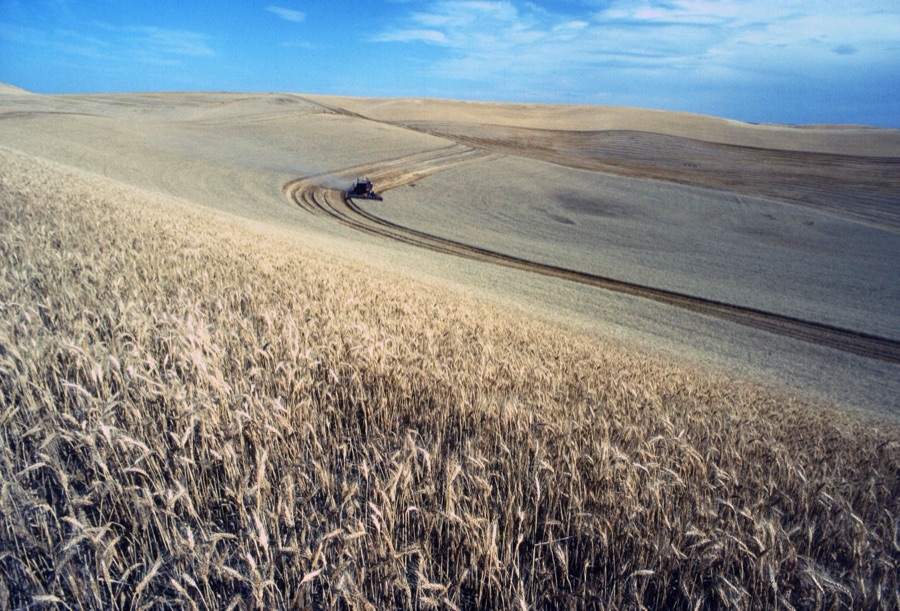 Golden wheat field at harvest — sustainable production practices